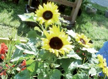 589Gaertchen_Sonnenblumen_boxgross