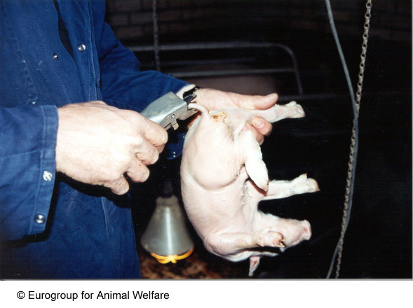 Schweine © Eurogroup for Animal Welfare