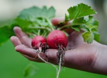 healthy-vegetables-bio-gardening