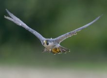 Wanderfalke, Falco peregrinus, Peregrine falcon